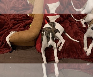 Whippet Puppy for sale in CASPER, WY, USA