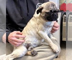 Small #5 Pug