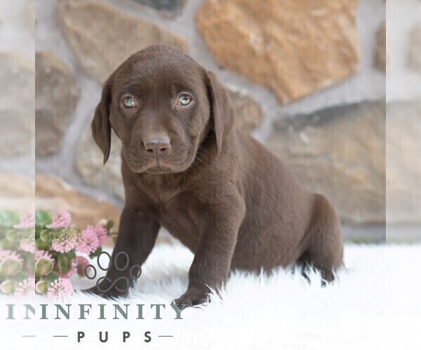 Medium Photo #5 Labrador Retriever Puppy For Sale in MIFFLINTOWN, PA, USA