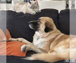 Small #11 Anatolian Shepherd Mix