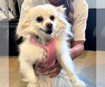 Small #1 Pomeranian Mix