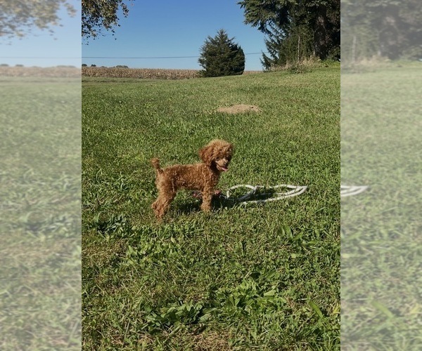 Medium Photo #3 Poodle (Toy) Puppy For Sale in NILES, MI, USA