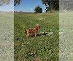 Tiny AKC Bitsy - Female Poodle (Toy) Puppy for Sale - Photo #3