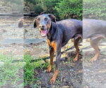 Small #6 Doberman Pinscher