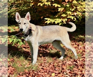 German Shepherd Dog-Siberian Husky Mix Puppy for sale in DE GRAFF, OH, USA