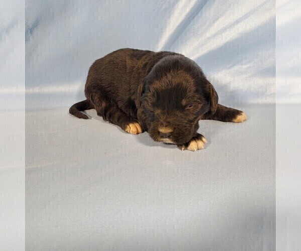 Medium Photo #4 Golden Mountain Dog Puppy For Sale in BLACK FOREST, CO, USA