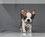 Small #4 Boston Terrier