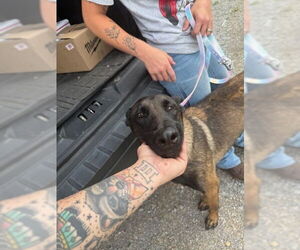 Mutt Dogs for adoption in Imlay City, MI, USA