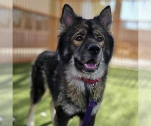 Siberian Husky-Unknown Mix Dogs for adoption in Las Vegas, NV, USA