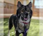Small Siberian Husky Mix