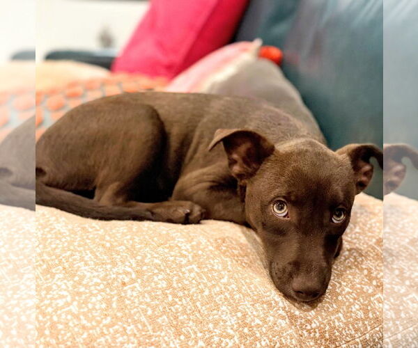Medium Photo #5 Dachshund-Labrador Retriever Mix Puppy For Sale in HOUSTON, TX, USA