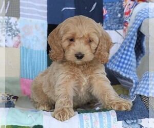 Cock-A-Poo Puppy for sale in FREDERICKSBG, OH, USA