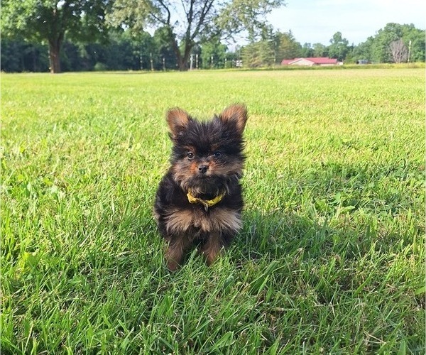 Medium Photo #16 Yoranian Puppy For Sale in LEWISBURG, KY, USA