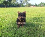 Small Photo #16 Yoranian Puppy For Sale in LEWISBURG, KY, USA