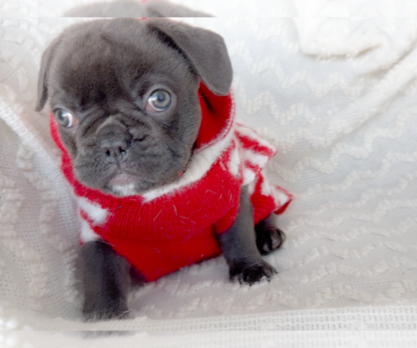 Medium Photo #4 French Bulldog Puppy For Sale in NEWARK, TX, USA