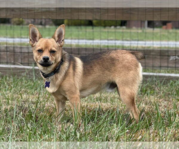 Medium Photo #2 Pineranian Puppy For Sale in Cookeville, TN, USA