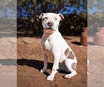 Small Photo #2 American Staffordshire Terrier Puppy For Sale in Albuquerque, NM, USA