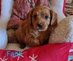 Small Photo #2 Cavachon-Cavapoo Mix Puppy For Sale in TUCSON, AZ, USA
