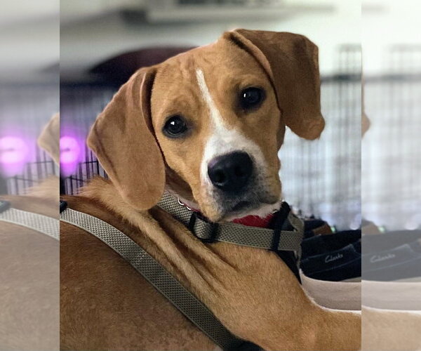 Medium Photo #1 Beagle-Unknown Mix Puppy For Sale in Dunnellon, FL, USA