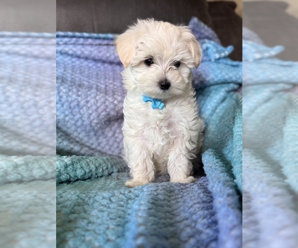 Medium Photo #4 Maltese Puppy For Sale in SEAGROVE, NC, USA