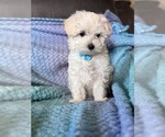 Small #3 Maltese