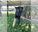 Small #1 American Pit Bull Terrier Mix