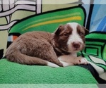 Small Photo #256 Border Collie Puppy For Sale in NORBORNE, MO, USA
