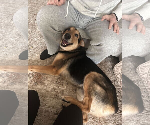 Medium Photo #9 German Shepherd Dog-Unknown Mix Puppy For Sale in Oakhurst, NJ, USA