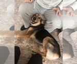 Small #8 German Shepherd Dog Mix