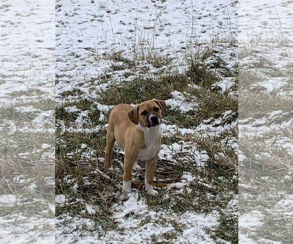 Medium Photo #3 Shepradors Puppy For Sale in Polson, MT, USA