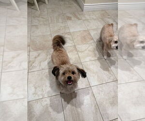 Shih Apso Dogs for adoption in Pacifica, CA, USA