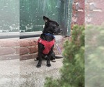 Small #3 Chihuahua Mix