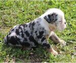 Small #2 French Bulldog