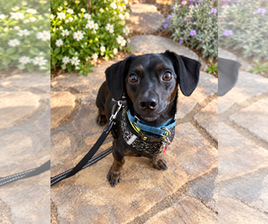 T-Bone - Male Chiweenie Dog for Adoption - Photo #5