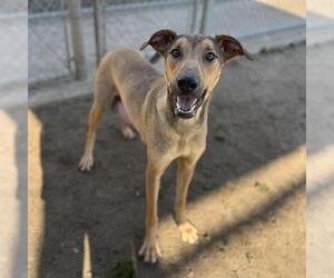German Shepherd Dog-Unknown Mix Dogs for adoption in Modesto, CA, USA