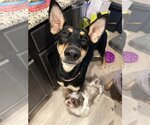 Small Photo #20 Doberman Pinscher-Unknown Mix Puppy For Sale in The Woodlands, TX, USA