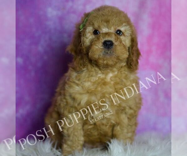 Medium Photo #7 Goldendoodle (Miniature) Puppy For Sale in WARSAW, IN, USA
