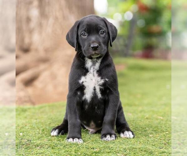 Medium Photo #3 Dalmatian-Labrador Retriever Mix Puppy For Sale in San Diego, CA, USA