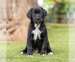 Small #2 Dalmatian-Labrador Retriever Mix