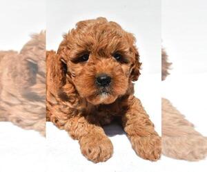 Cavapoo (Miniature) Puppy for Sale in DURHAM, Connecticut USA