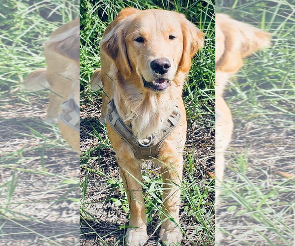 Medium Photo #1 Golden Retriever Puppy For Sale in Bonita Springs, FL, USA