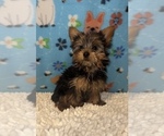 Small Photo #4 Yorkshire Terrier Puppy For Sale in MARTINSVILLE, IN, USA
