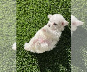 Bichon Frise Puppy for sale in PHOENIX, AZ, USA