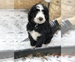 Small Photo #16 Aussiedoodle-Poodle (Standard) Mix Puppy For Sale in COMMERCE, MI, USA