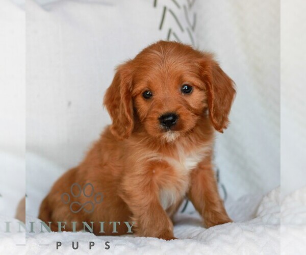 Medium Photo #3 Cavapoo (Miniature) Puppy For Sale in ELIZABETHTOWN, PA, USA