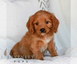 Small #2 Cavapoo (Miniature)