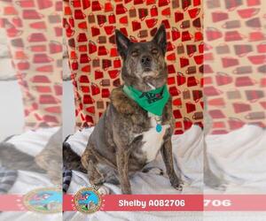 Australian Shepherd-Unknown Mix Dogs for adoption in Mobile, AL, USA