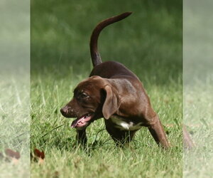 Chocolate Labrador retriever-Pointer Mix Dogs for adoption in Mechanicsburg, PA, USA