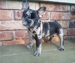 Puppy 5 French Bulldog