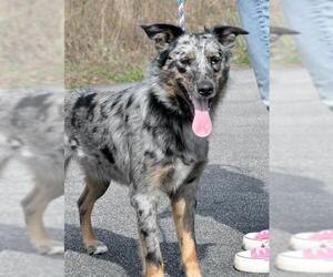 Border-Aussie Dogs for adoption in Canfield, OH, USA